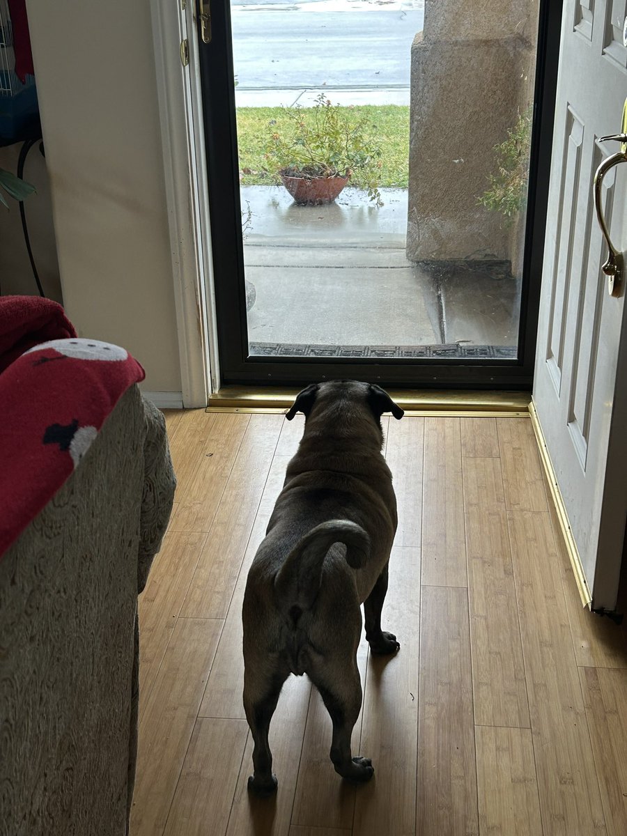 2026!
Praying for all of you!
The Pug isn’t quite sure what to do with the all the moisture.
He doesn’t like to go in it, that’s for sure. 
But who among us does?