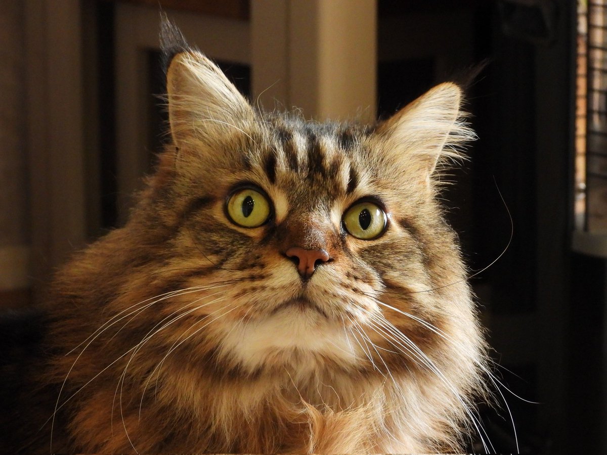 I just had to get a couple of snaps of Seymour with my new Nikon... he's so cute.