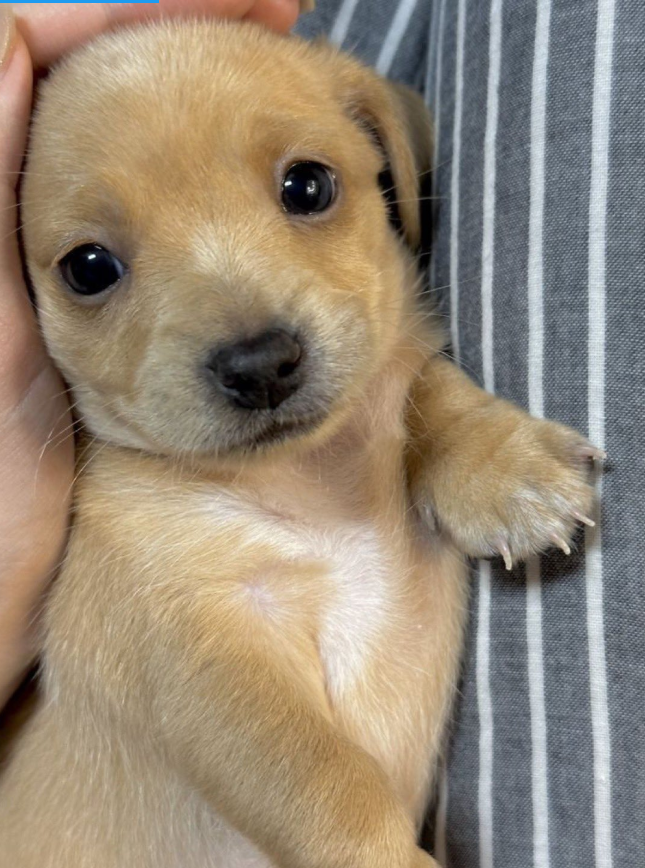 BestinDogs's tweet image. You have to name him the last thing you ate