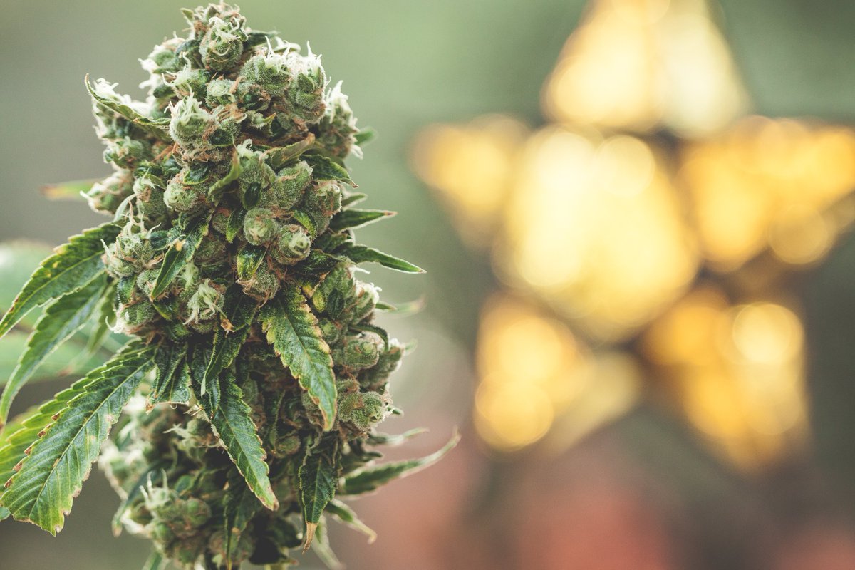 💥HAPPY NEW YEAR!✨

~ From All of Us at Ganjier ~

Ganjier.com

#ganjier #newyear #happynewyear