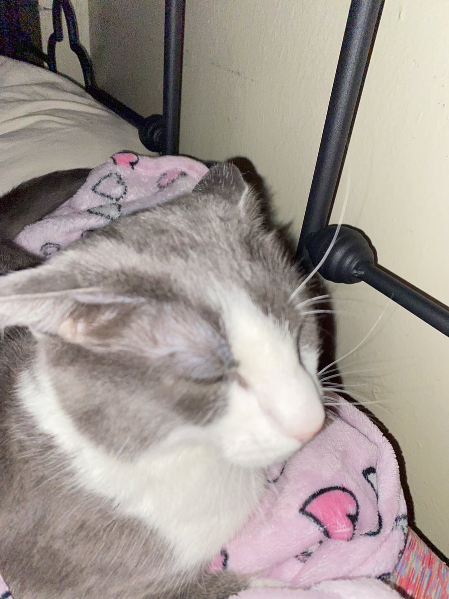 Soggy Cat Propaganda tweet media