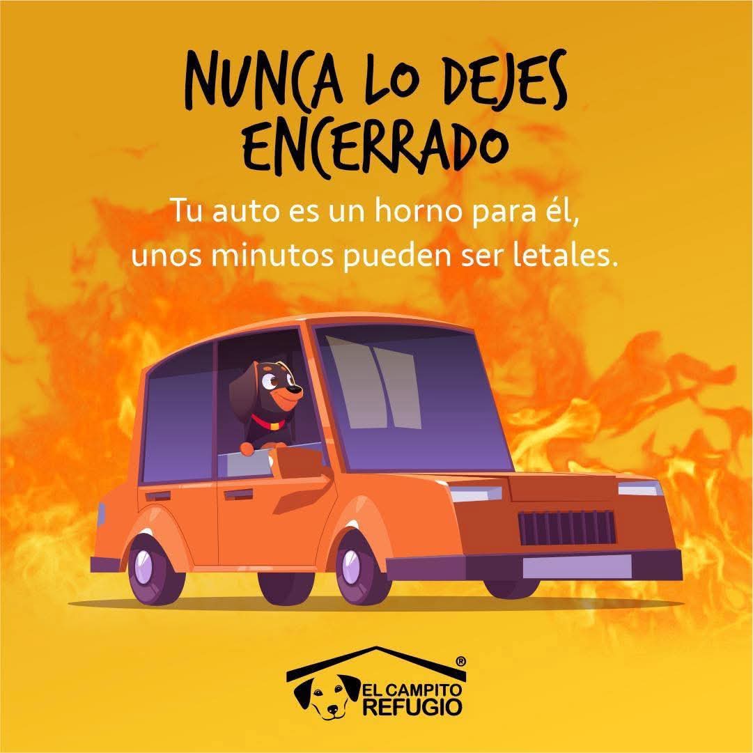 elcampito's tweet photo. EVITÁ LOS GOLPES DE CALOR ⚠️Cuida a tu amigo de 4 patas!

💧 Agua: Siempre fresca y limpia! 
🌳 Sombra: Mantene a tus amigos resguardados NUNCA a pleno sol.
🚶 Paseos: Evitá las horas pico
🚫 Coche: NUNCA los dejes encerrados en el auto. Es MORTAL.

¡DIFUNDÍ ESTA INFO! 🙏 https://t.co/Dt7oExxWOz