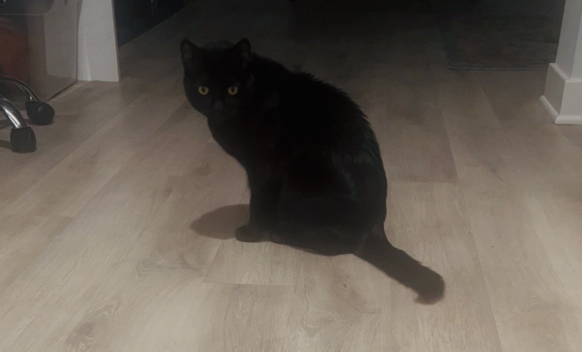 monaspallas's tweet photo. @spookybear615 @SoxandD Aw thanks a lot, my fellow California cats!Mona’s in the middle of playtime &amp; wishes you a Happy New Year :)!! 🌺🐈‍⬛ https://t.co/a9nPUhKa6R