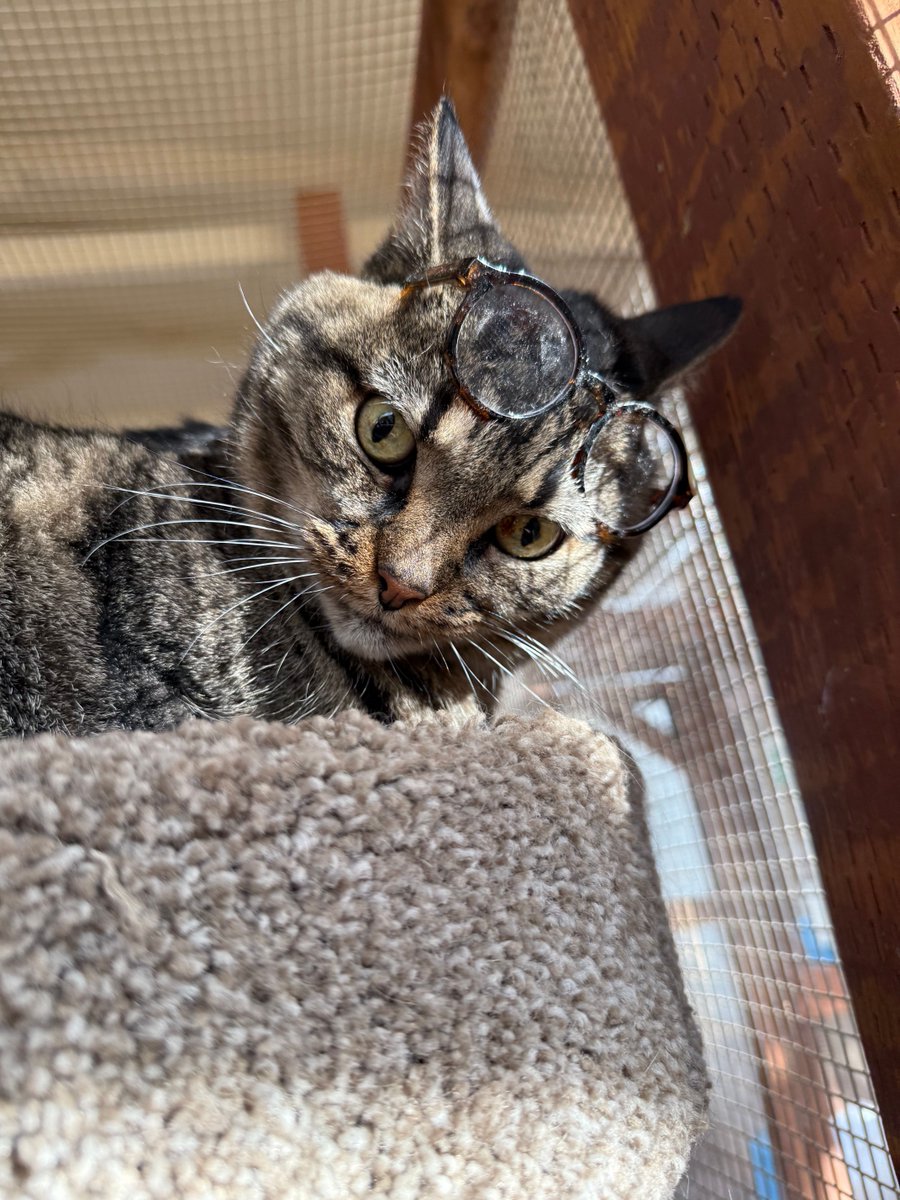 HARLEY is checking if you are cheating on your 2026 Diet yet. This is VERY SERIOUS BUSINESS!

Adopt declawed 11yo Harley and his 12yo brother Spike in #Tucson! PS You, too, could put costumes on them!