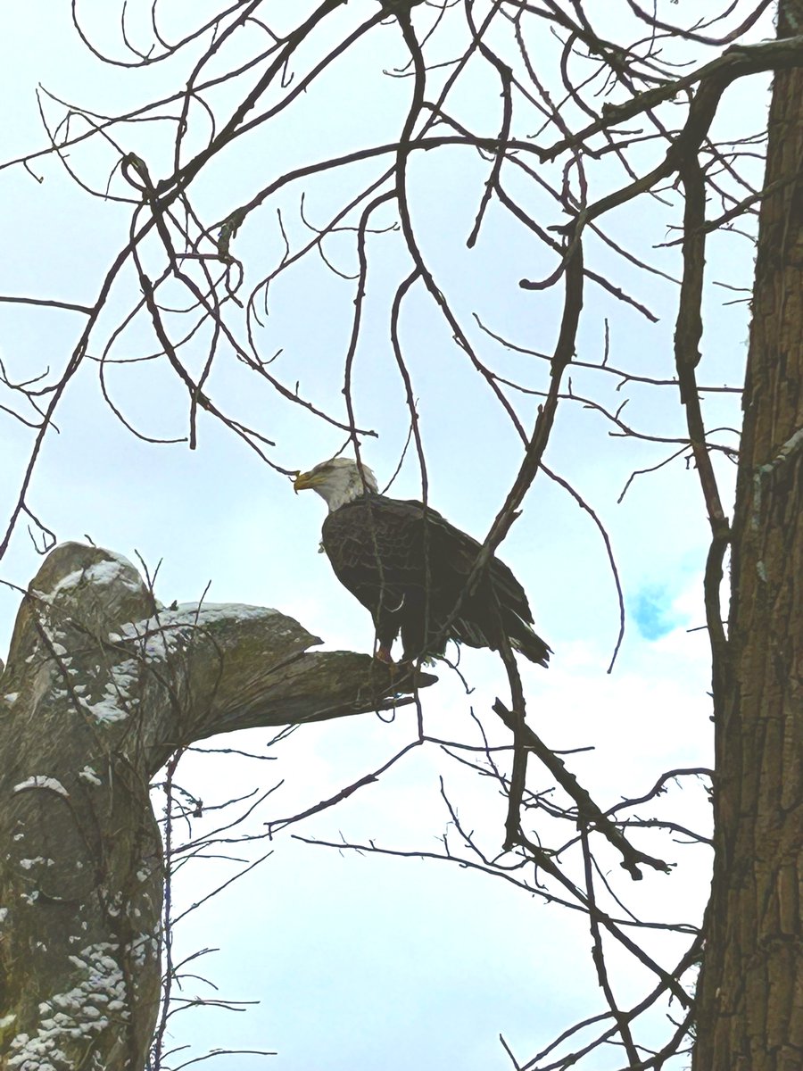 OnlyInBOS's tweet image. Seeing a bald eagle in Cambridge must be a good sign to start the year.

❤️

📸: @Mk_mcg5
