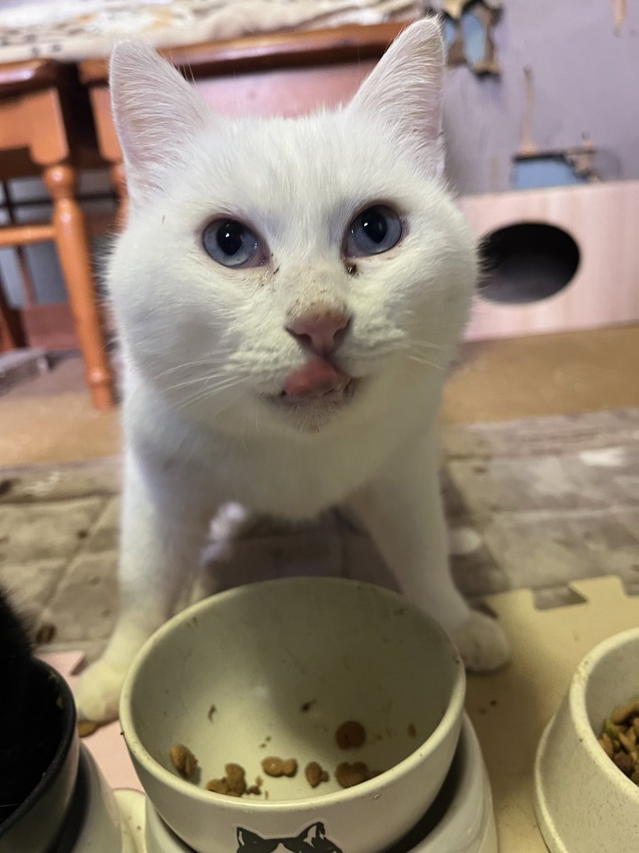 シロちゃんの食べ方がとても幸せそう😆💕
