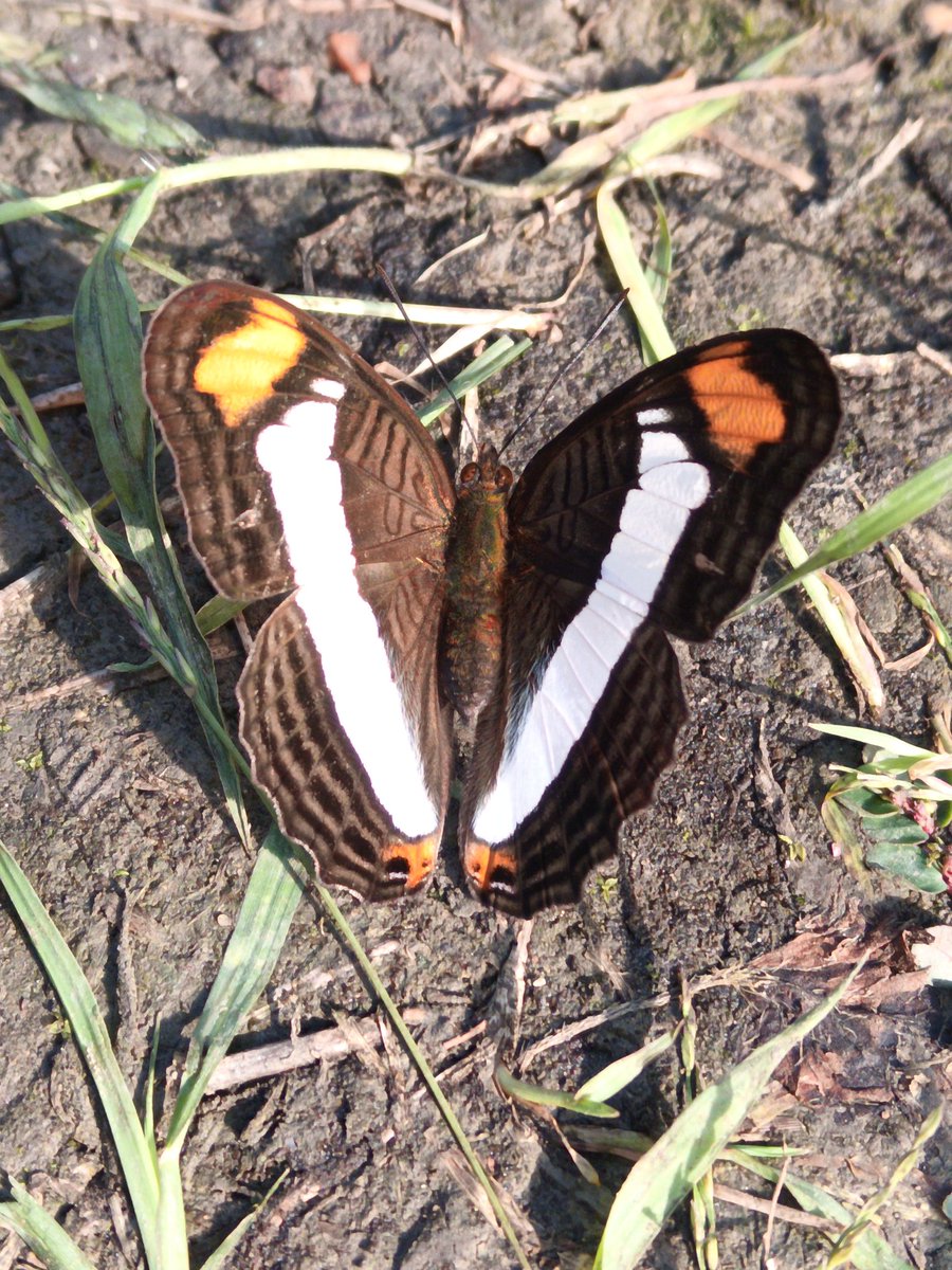 WhyassWare's tweet image. A butterfly i found