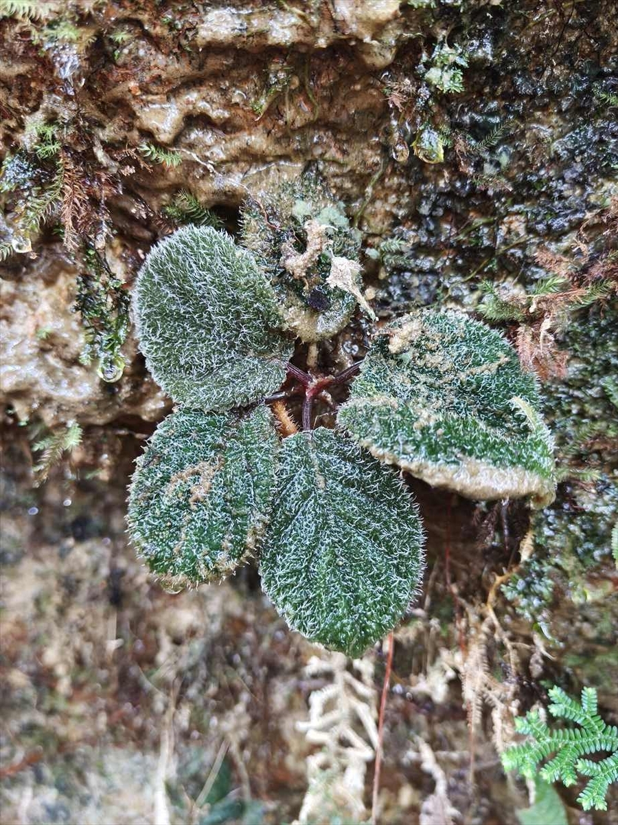 KENZO (@fw_kenzo) / Posts / X