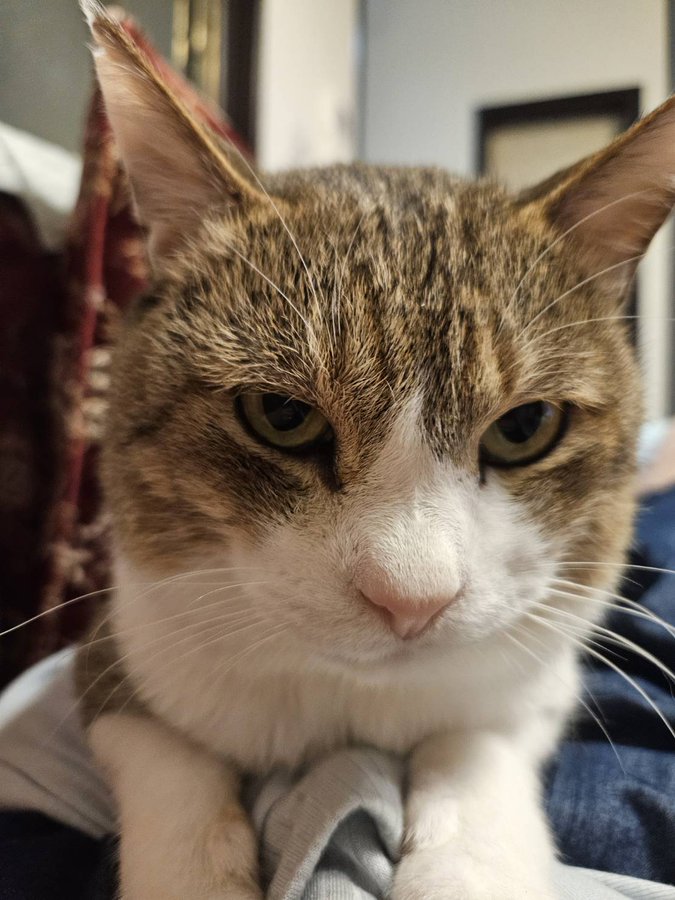 猫を探しています tweet media