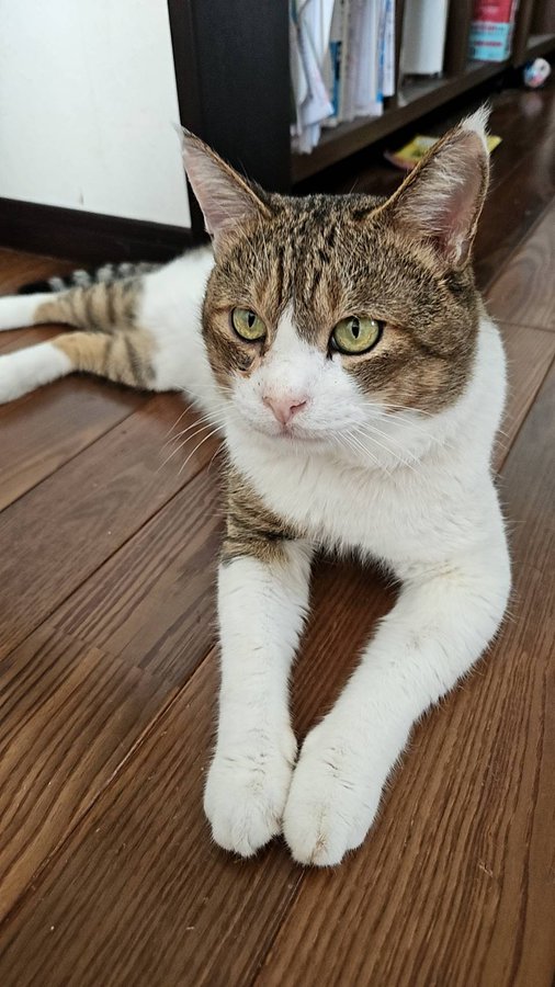 猫を探しています tweet media