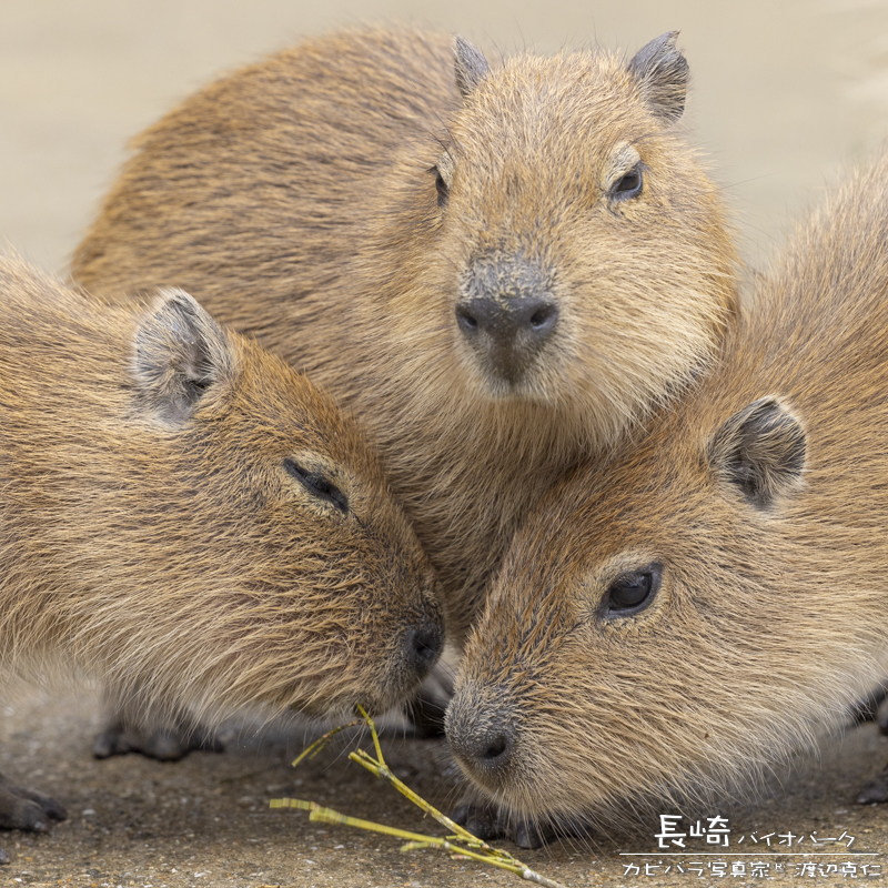 けろけろ (@capyanimal) / Posts / X