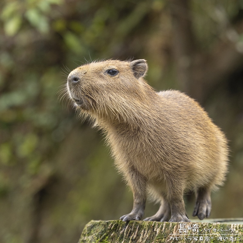 けろけろ (@capyanimal) / Posts / X