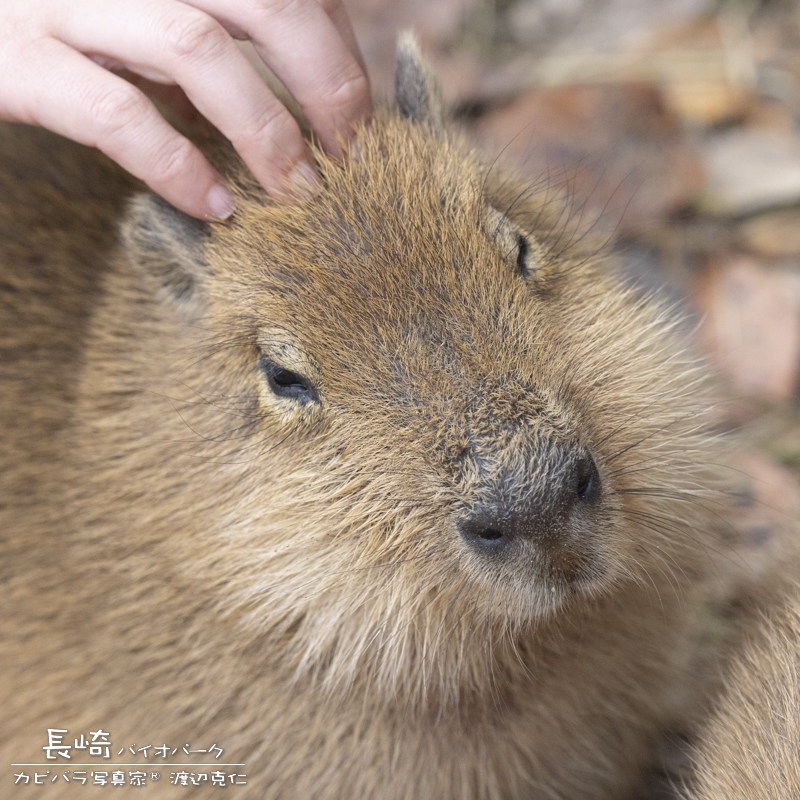 けろけろ (@capyanimal) / Posts / X