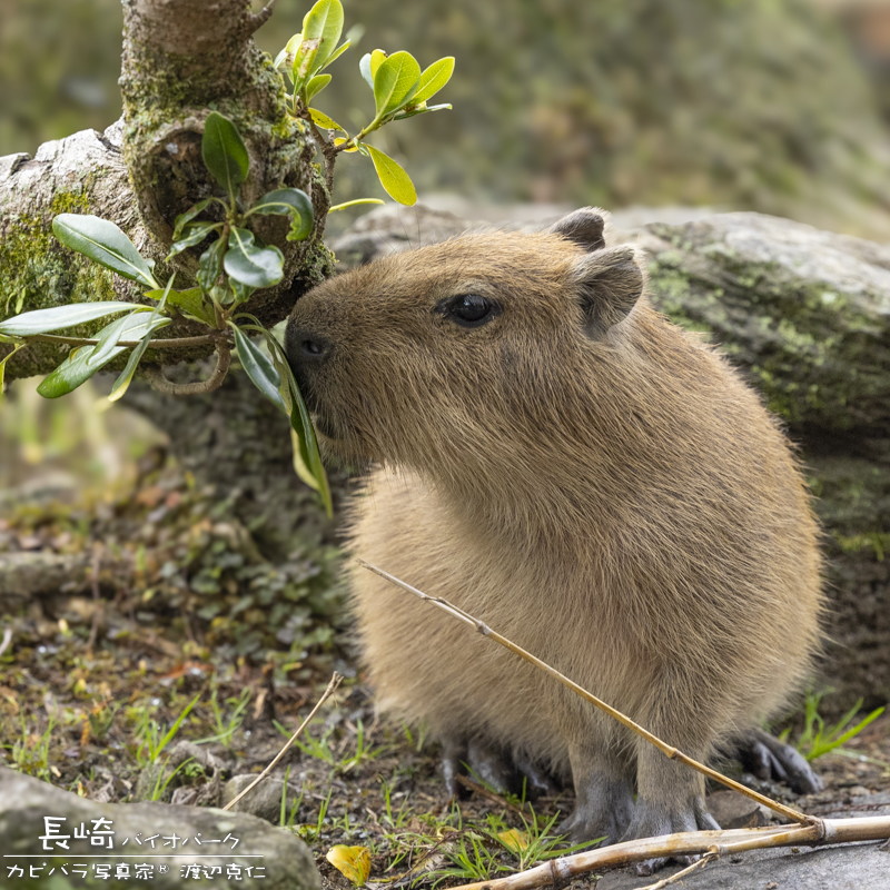 けろけろ (@capyanimal) / Posts / X