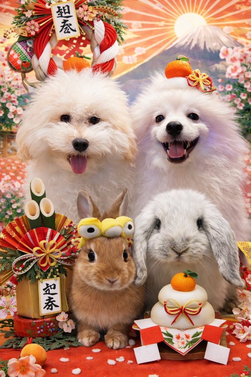 chamocolab22's tweet image. 今年1年何事もなく健康で居て欲しい😍
可愛いうちの家族です‼️
皆さんも1年体に気をつけて良い1年にしてくださいワン🐶
 #ポメラニアン #ポメプー #ネザーランドドワーフ #ホーランドロップ