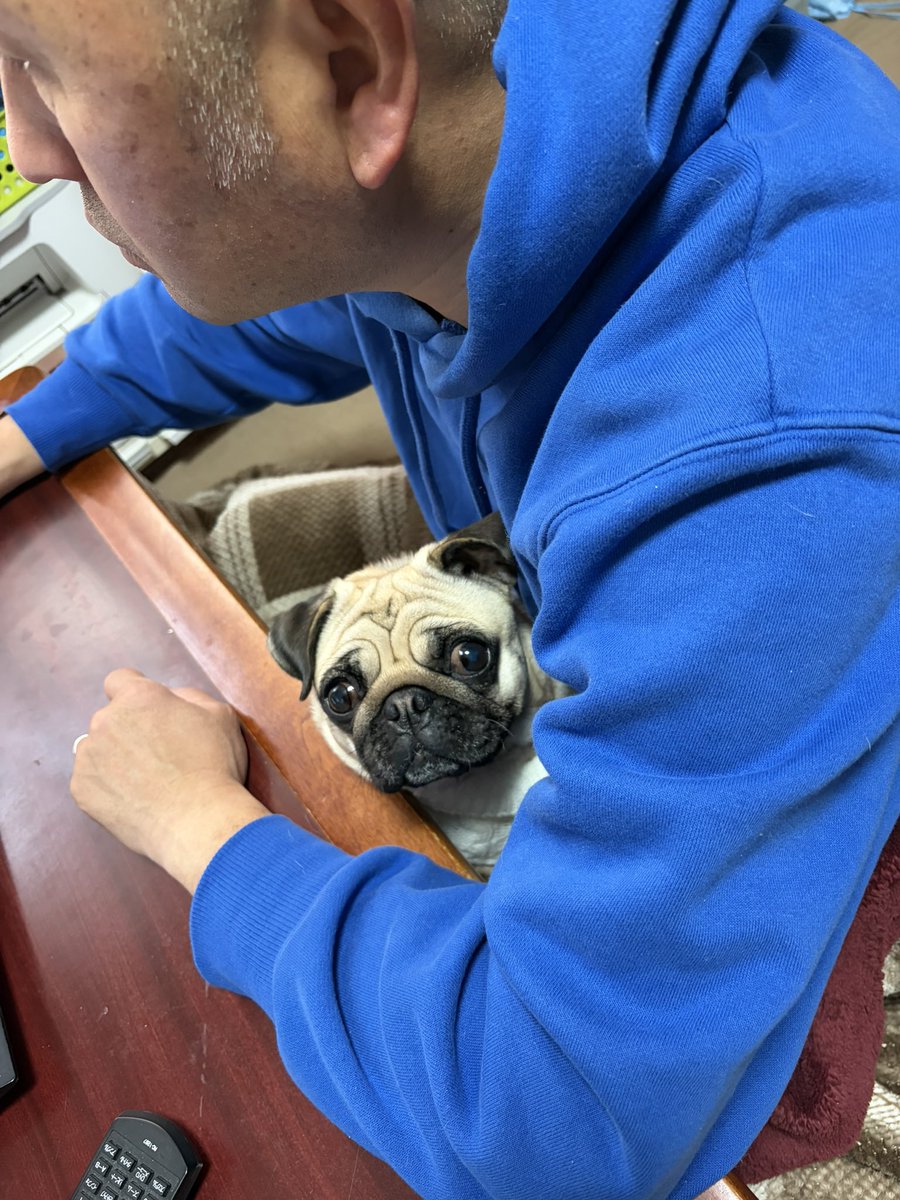 定位置に腰掛けるパグ #パグ #pug