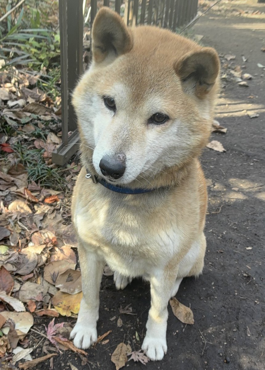 うちの犬が可愛くて動画撮ったんだけど、私の気持ち悪い音声が入っているため載せられないです これは不満そうなイッヌの画像, image size:861x1200