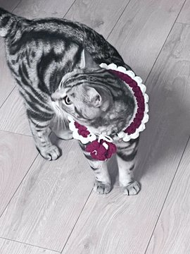 温柔妹妹💕L杯 tweet media