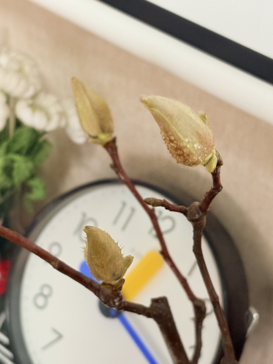 hellomy2024's tweet image. 叔叔阿姨们，成年以后时间流速会变快是真的吗🥹