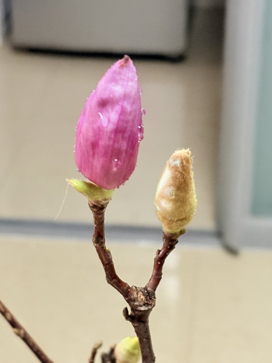 hellomy2024's tweet image. 叔叔阿姨们，成年以后时间流速会变快是真的吗🥹