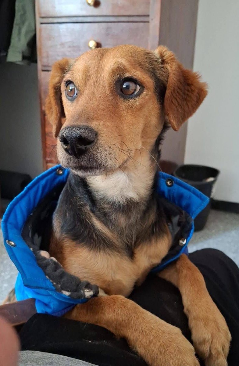 RescateAnimal's tweet photo. 🟢 ¿ME ADOPTAS?
¡Me llamo Brownie! Conoce más 👇🏻

♂️ Macho | 5 años | mediano
✅ Desparasitado y vacunado.
✅️ Compromiso obligatorio de esterilización 
💟 Convive con perritos y gatitos
🇲🇽 Adopción en CDMX 

☎️ ¡Conóceme! 
Antonio              
https://t.co/TIYnPVn2xC 🐾 https://t.co/OpcSmwq89F