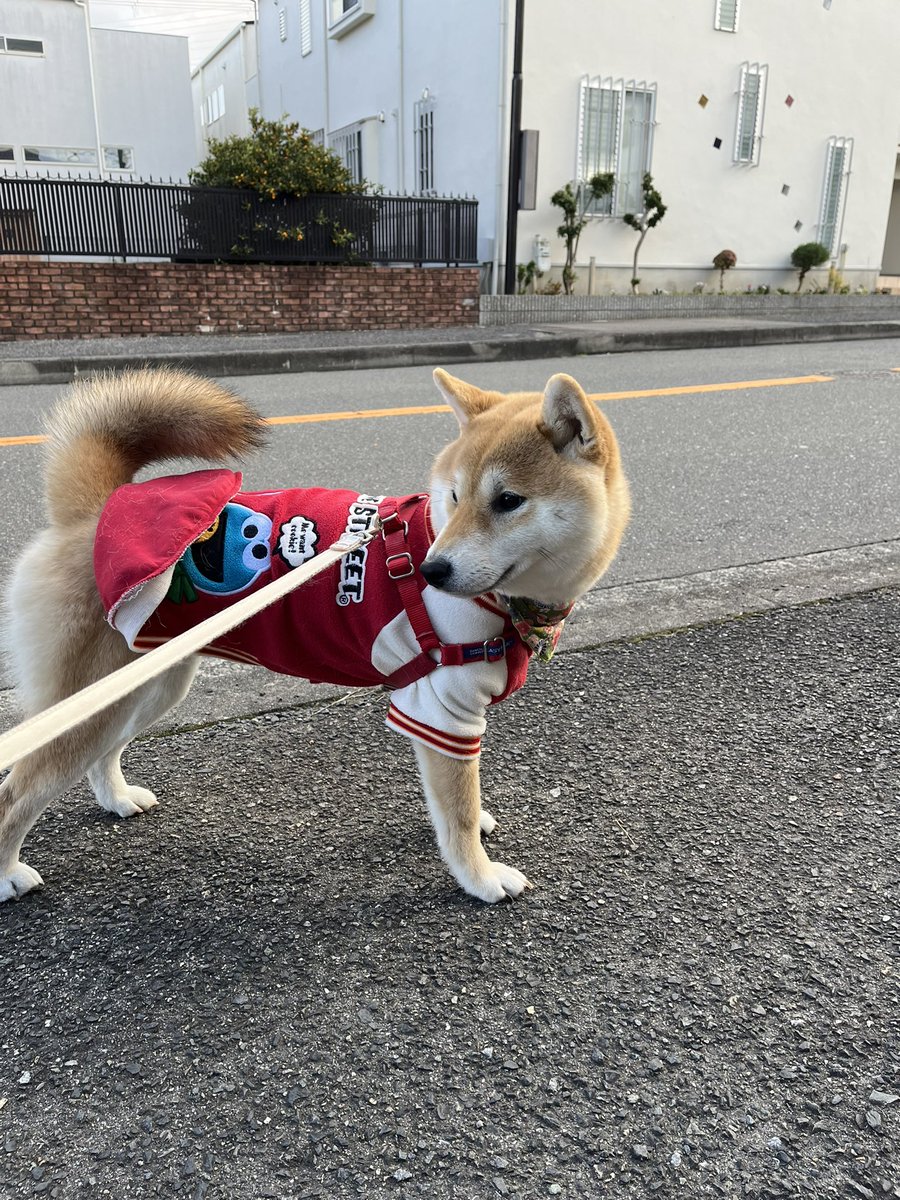 芝犬です。 We investigated whether our dogs are right-handed or left-handed