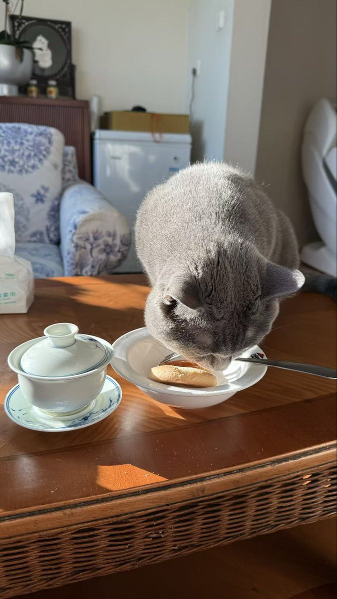 偷吃🥧的小猫