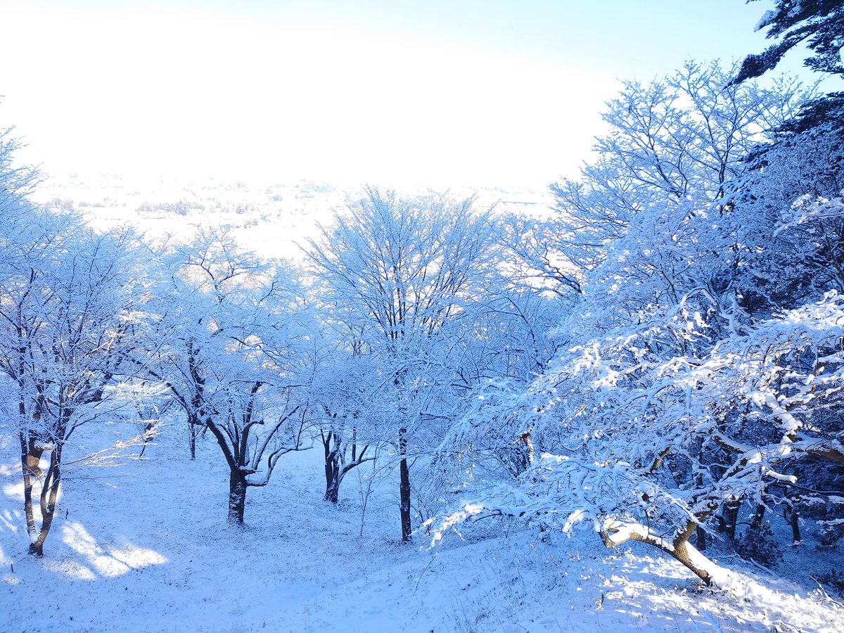 yuina_games's tweet photo. 毎年恒例の中尊寺初詣。
今年は雪景色が綺麗です。
足下はほぼ無かったから歩きやすかった。 https://t.co/STvik9fegr