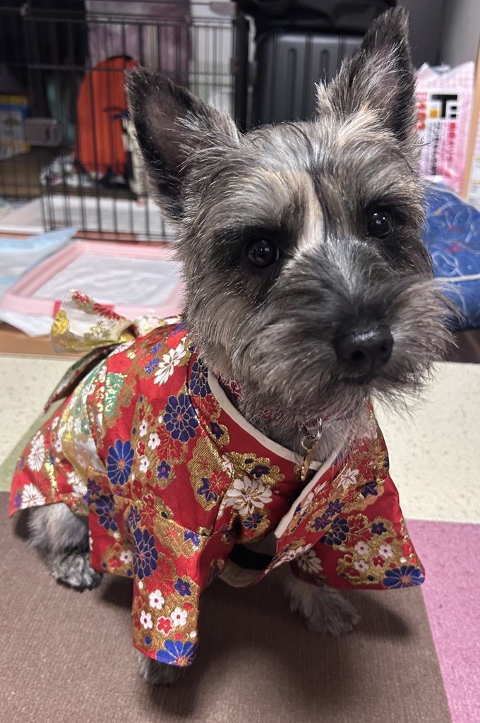 昨日あげた犬の写真がっつりネームプレートと連絡先が写ってて消したので…

違う写真を再掲

一歳になりました！！ワン！