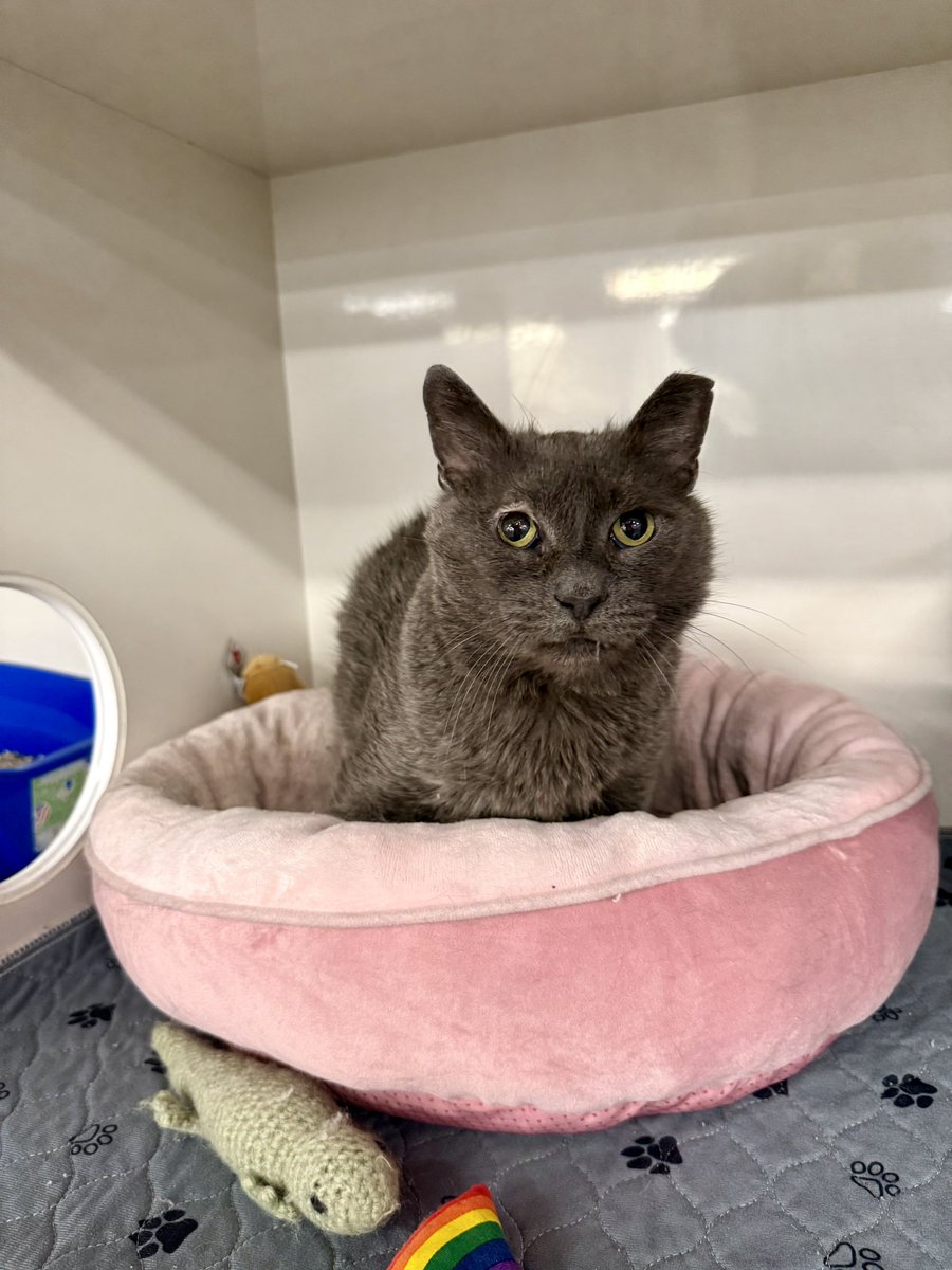 feederofcats's tweet image. our sweet James Graybie has been having trouble eating so he had to go see the vet. Not even his emotional support pink bed and baguette were enough to make this situation better.