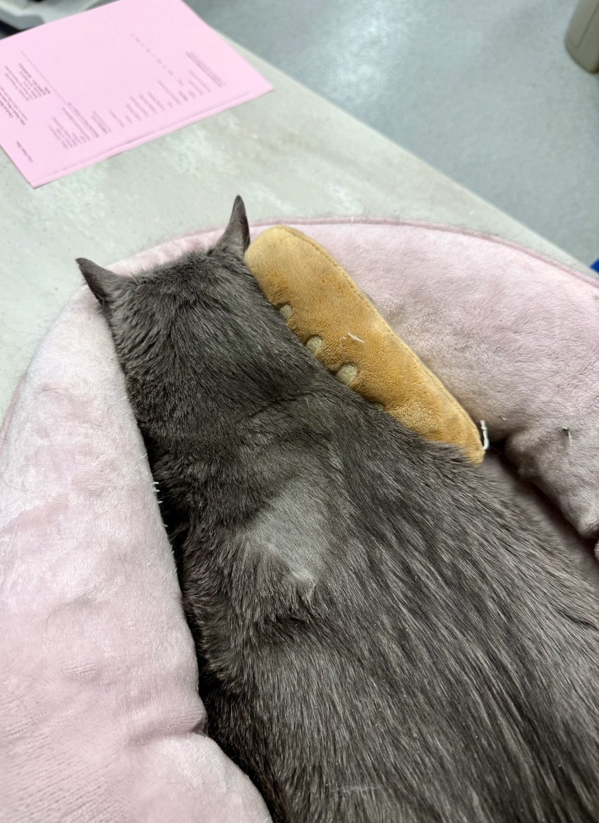 feederofcats's tweet image. our sweet James Graybie has been having trouble eating so he had to go see the vet. Not even his emotional support pink bed and baguette were enough to make this situation better.
