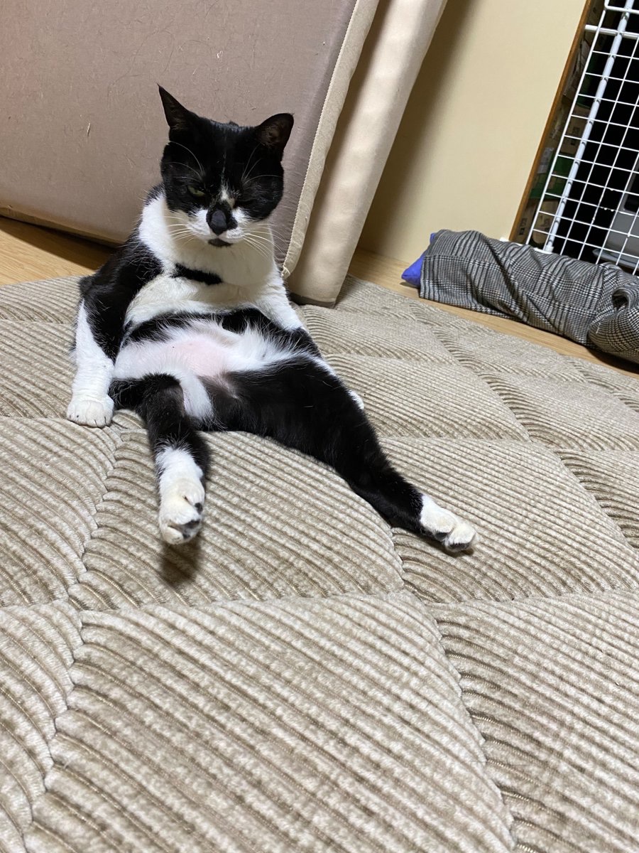 ソラネコさんち (@mofgedama) / Posts / X