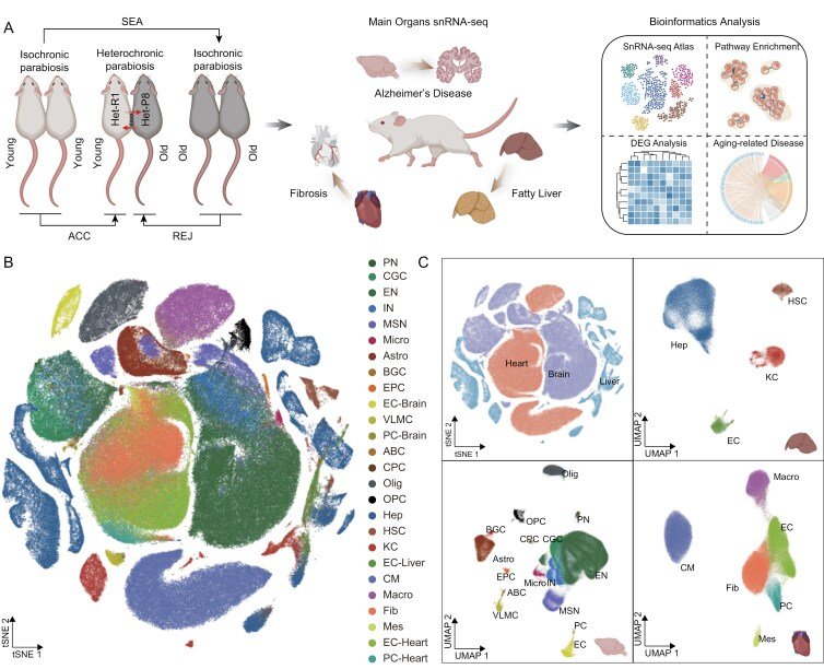 agingdoc1's tweet image. Heterochronic parabiosis alters the transcriptomic landscape to combat aging and aging-related diseases in aging-accelerated mice

pmc.ncbi.nlm.nih.gov/articles/PMC12…
