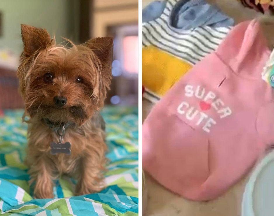 ComunidaDesier2's tweet photo. Favor de compartir. Mía estaba siendo cuidada por una persona en la zona de Desierto de los Leones @AlcaldiaAO , se salio de su casa alrededor de las 8am, llevaba sweater rosa (como en la foto) @PrrosPerdidosMX @MascotasSismo @EnlaceTAguilas @DtVinculo @adrifam65 https://t.co/x7EKlzgMzz