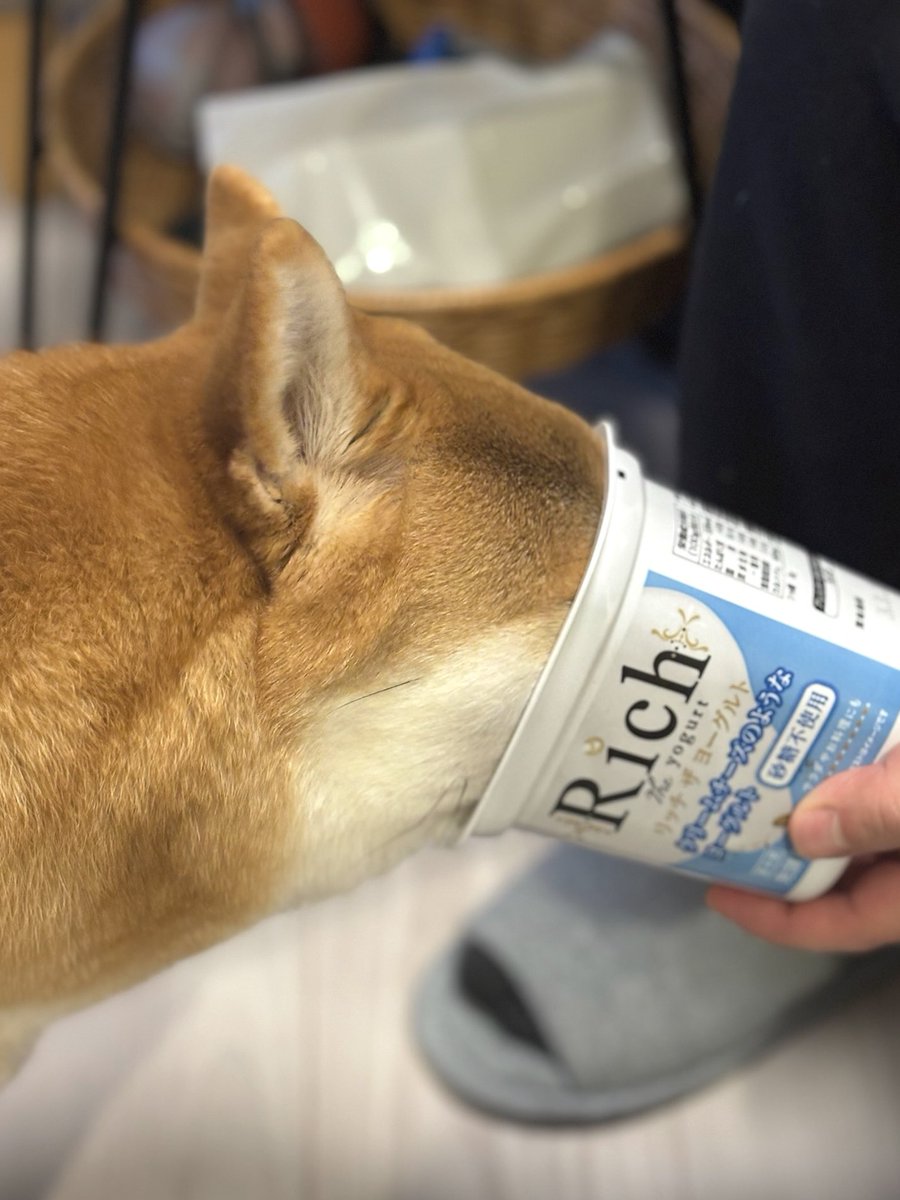 柴犬しばみ (@shibami_) / Posts / X