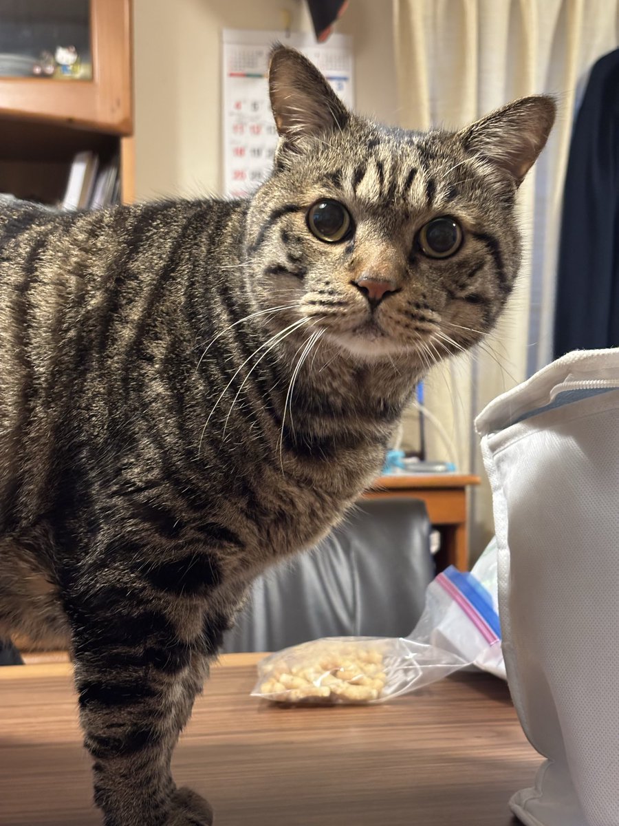 ♪虎ちゃん、こんにちは〜😊🐾🐾