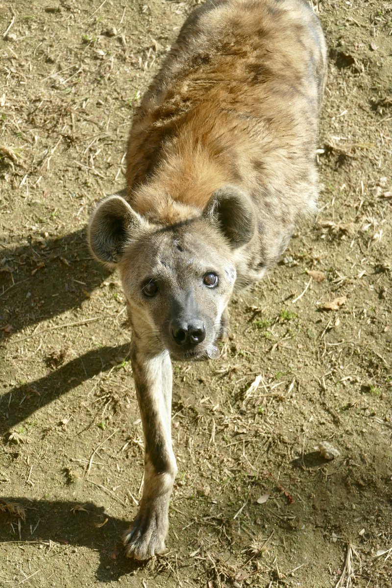 lycaon_remuru's tweet image. おはレイ君🐾
#ブチハイエナ
#ハイエナ地位向上委員会
#天王寺動物園