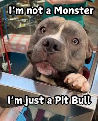 Pit Bulls Against Discrimination (@pitbullsad) on Twitter photo 