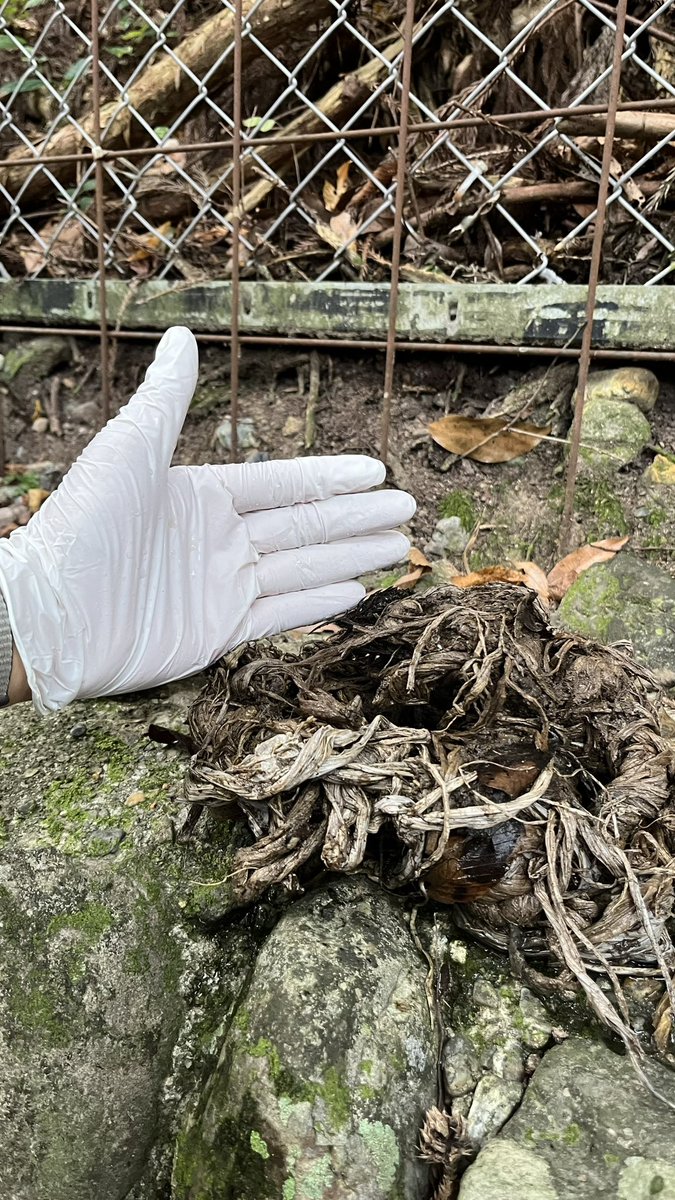 奈良の鹿の遺体から出てきたプラゴミです。紐のように絡まっているのは殆どがレジ袋です。

ごみの誤食と言われますが、人が持ち歩く鹿せんべいが入ったレジ袋を食べてしまう場面は大変多く、人の不注意が鹿の健康被害に繋がっています。

鹿のいるところではビニール袋はかばんにしまいましょう。