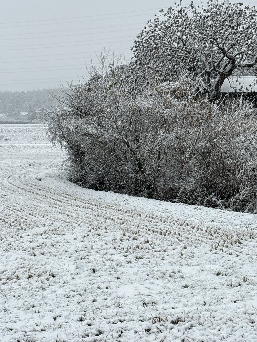 Post by ジン🍊♦️ on X: 雪