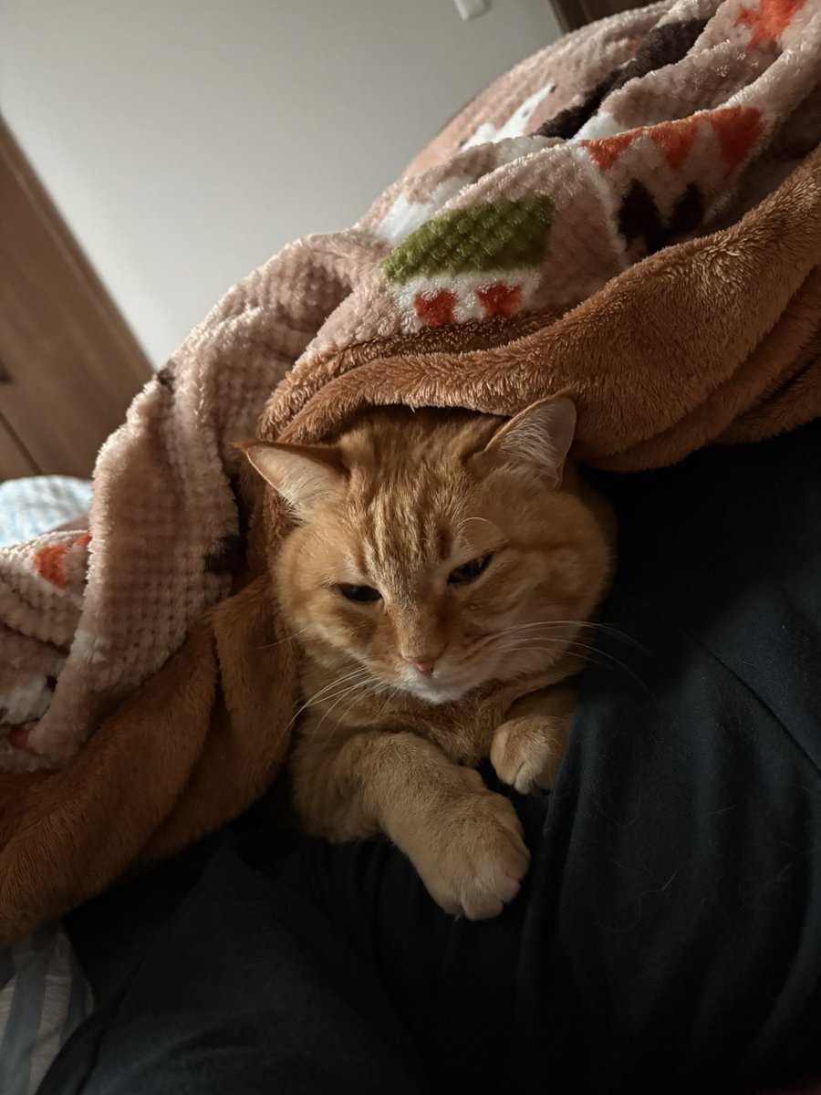 すずつむふう【我が家の可愛い猫's】 (@kagisuzu0531) / Posts / X