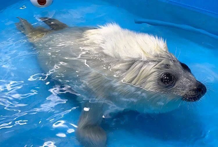 sealfilia's tweet image. In 2026 I resolve To be more Soggy