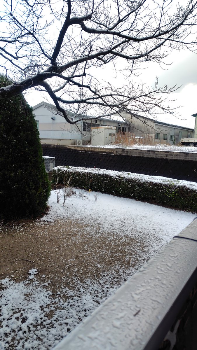 junjun417's tweet image. 雪だよ！　
降るとは予報あったけど、積もったよ！
こりゃ、、明日、タクシー予約しないと、駅までいけないんじゃないかな、、、