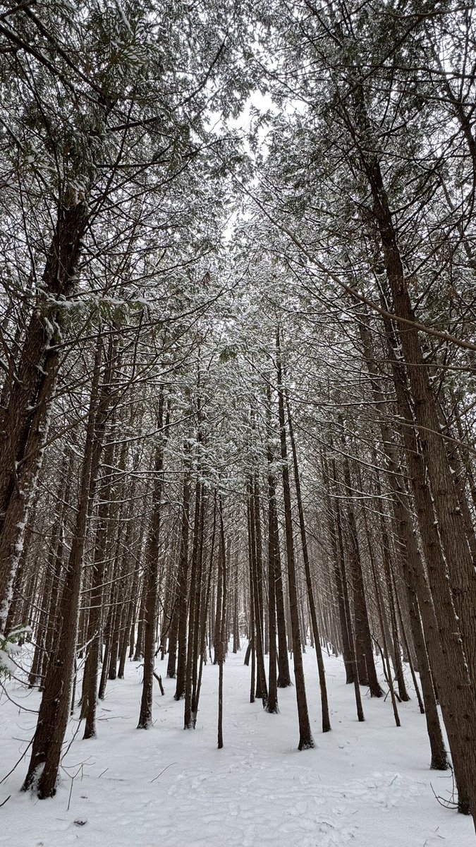 lady_jameson's tweet photo. Happy New Year all!  First walk of the new year in the #HungryHollow ravine. Here’s to many more in 2026! @_HaltonHills @CVC_CA https://t.co/EmfKyEhUp4
