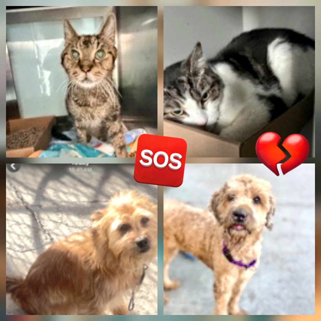 MeowMiya88's tweet photo. 📢🇺🇸🗽 Please RT 
30 #NYC #cats #dogs need to be rescued by 12pm Saturday January 3⏳️ 
🆘️EUTH AT RISK BECAUSE ABANDONED🆘️ 
Adoption/Foster/Transport inquiries📲 
Adopt@nycacc.org MLDsavingnycdogs@gmail.com Nycurgentcats@gmail.com Info@amsterdog.org 
https://t.co/CoGBeXMAXM https://t.co/tKnvpGR3Qq