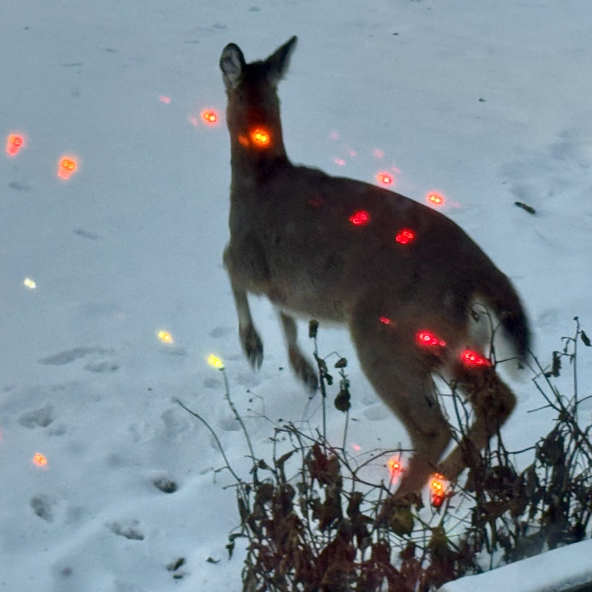 BryanMarquard's tweet image. Deer at dusk, seen through the front window and the reflection of the Christmas tree lights. Magical. #HappyNewYear2026 #ChristmasTree