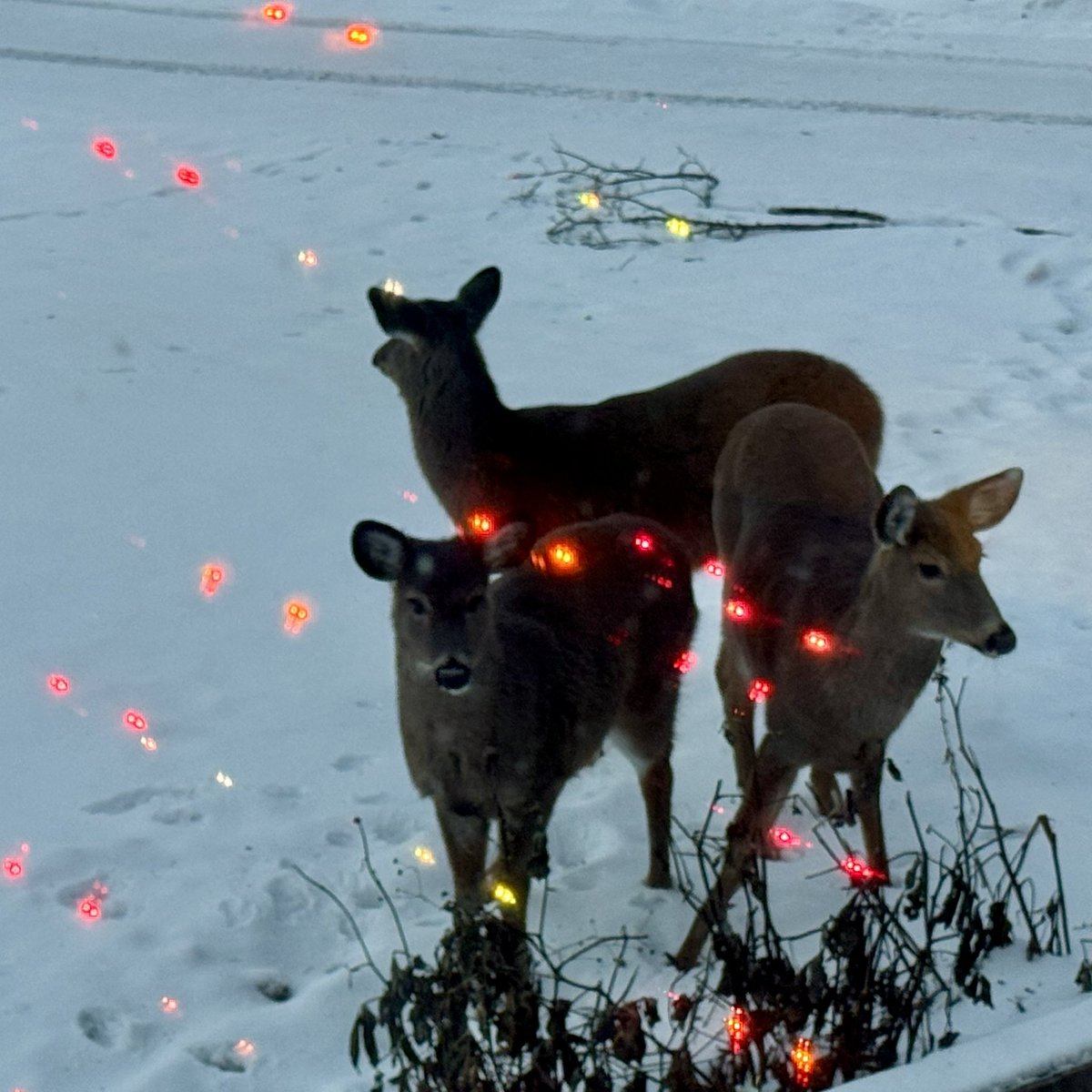 BryanMarquard's tweet image. Deer at dusk, seen through the front window and the reflection of the Christmas tree lights. Magical. #HappyNewYear2026 #ChristmasTree
