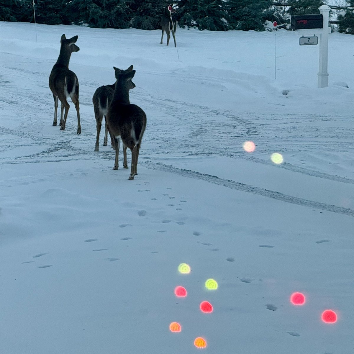 BryanMarquard's tweet image. Deer at dusk, seen through the front window and the reflection of the Christmas tree lights. Magical. #HappyNewYear2026 #ChristmasTree