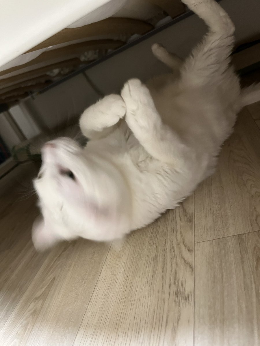summer_cat030's tweet photo. 바닥을 프다다다닥 https://t.co/4Heqxf6UHF