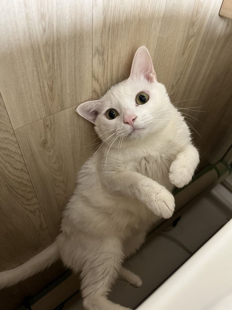 summer_cat030's tweet photo. 보일러를 틀어줬더니 바닥이 너무 좋아캣 됨 https://t.co/sCseOL6lck